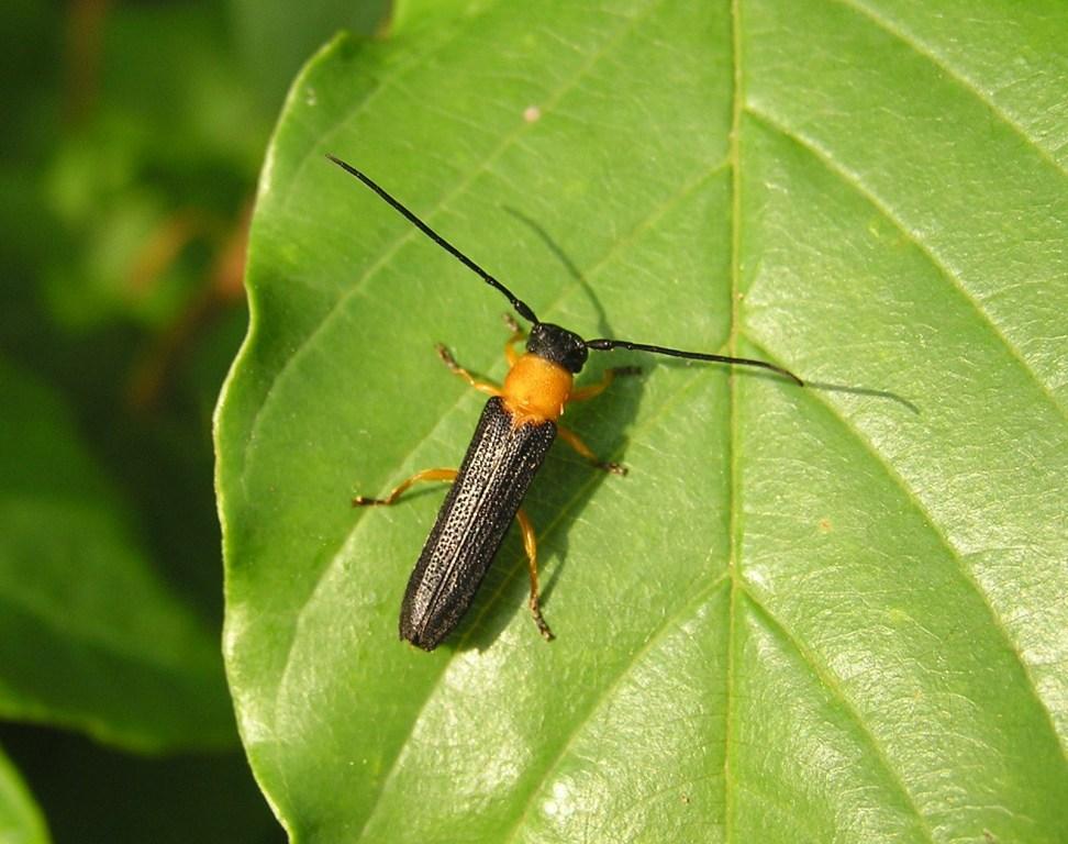 Oberea pedemontana Chevrolat, 1856