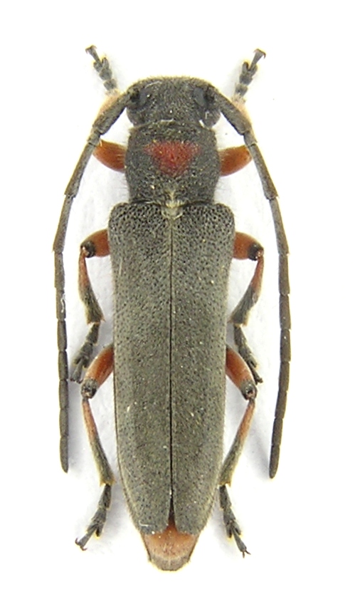 Phytoecia vulneris Aurivillius, 1923