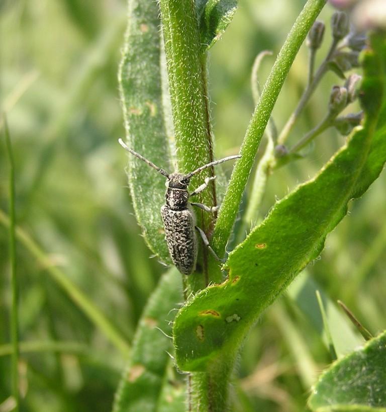 Pilemia tigrina Mulsant, 1851