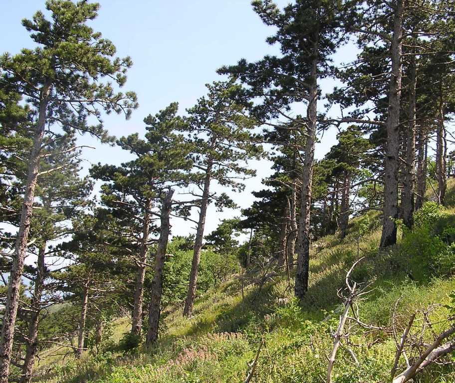 Pinus nigra