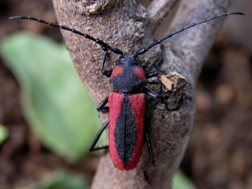 Purpuricenus globulicollis Mulsant, 1839