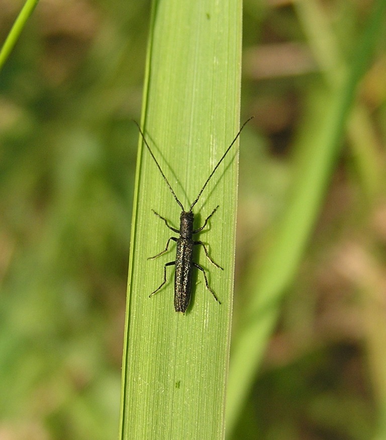 Theophilea subcylindricollis Hladil, 1988