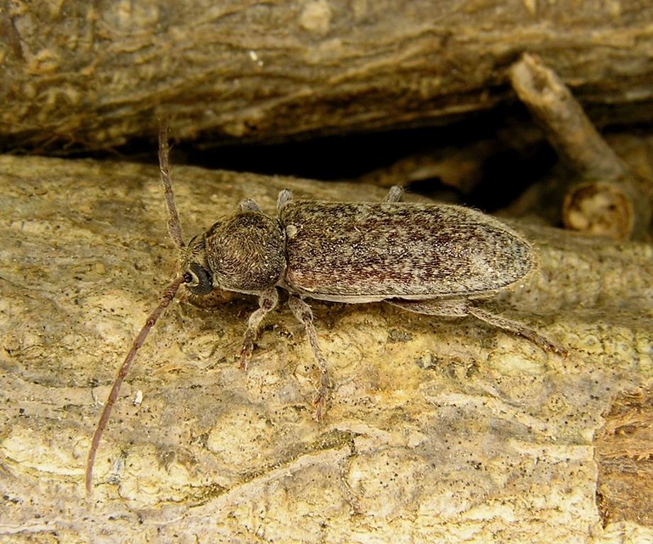 Trichoferus spartii (Mller, 1948)