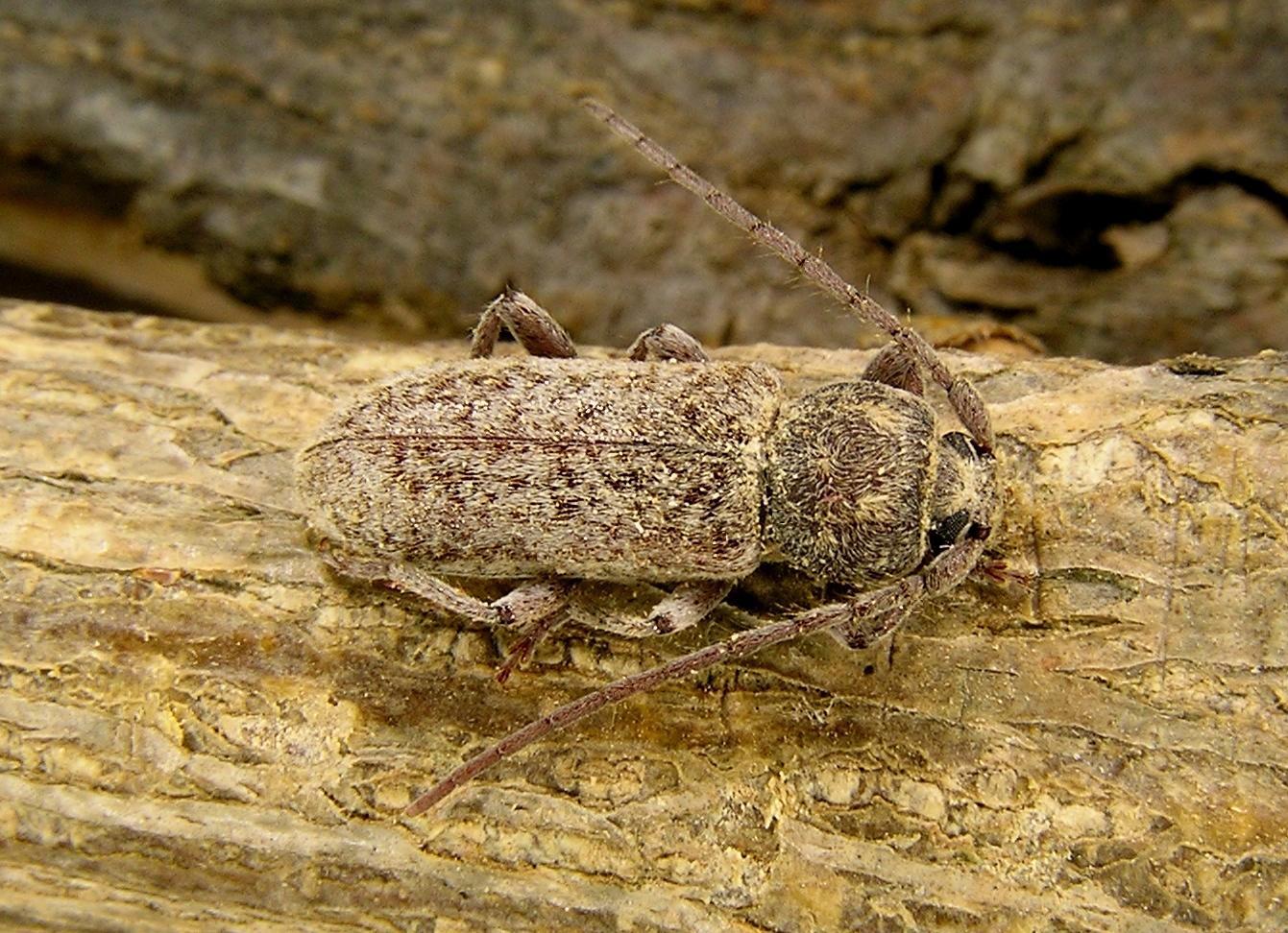 Trichoferus spartii (Mller, 1948)