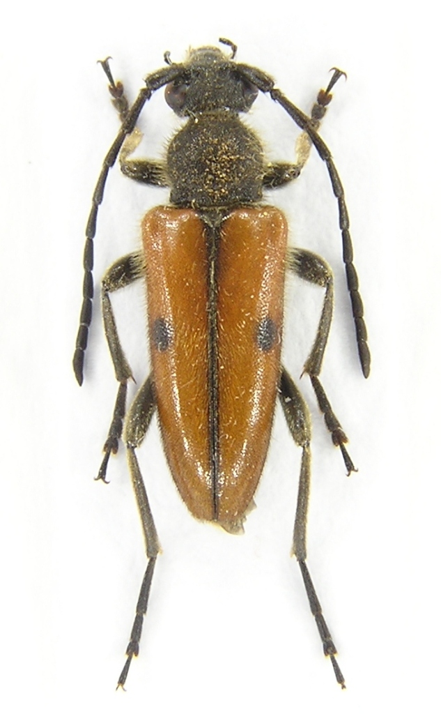 Vadonia imitatrix (K.Daniel et J.Daniel, 1891)