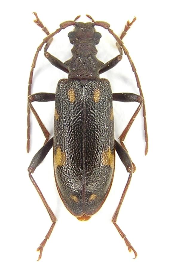 Xylosteus spinolae ssp. spinolae Frivaldszky, 1838