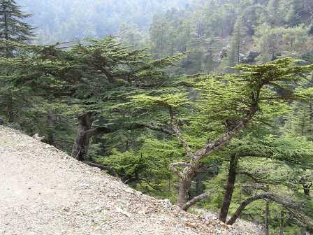 Cedrus brevifolia