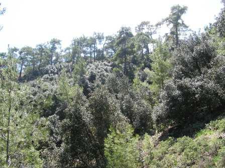 lesy v pohoří Troodos jsou tvořeny zejména borovicí druhu Pinus nigra a endemitním křovitým dubem Quercus alnifolia