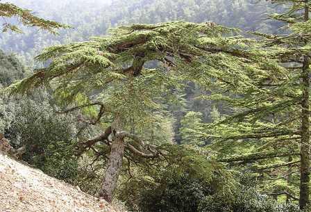 Cedrus brevifolia