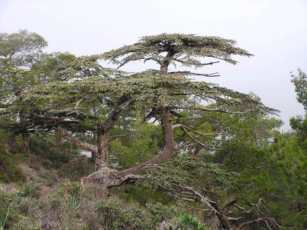 Cedrus brevifolia