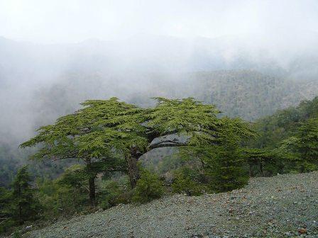 Cedrus brevifolia