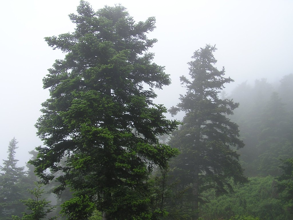 Abies cephalonica