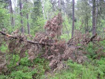 vyvrácená odumřelá borovice blatka (Pinus rotundata), zcela rozežraná od tesaříka Monochamus saltuarius