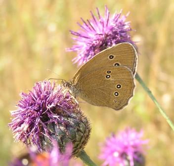 Aphantopus hyperanthus (Linnaeus, 1758) 