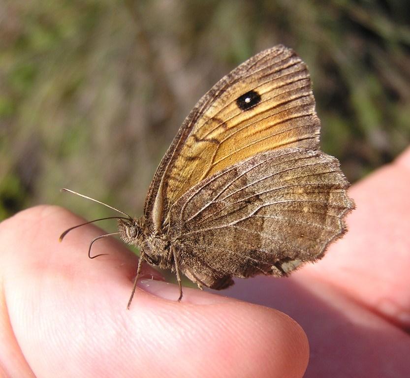 Arethusana arethusa (Denis & Schiffermller, 1775) 