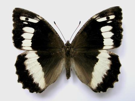 Brintesia circe (Fabricius, 1775)