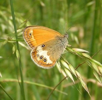 Coenonympha arcania (Linnaeus, 1761) 