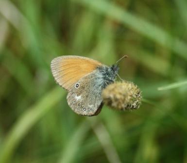 Coenonympha glycerion (Borkhausen, 1788)