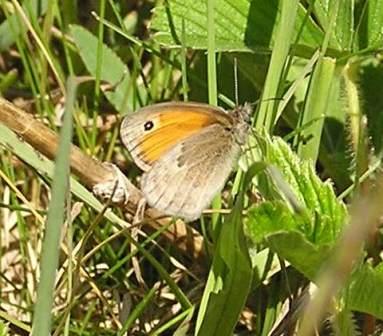 Coenonympha pamphilus (Linnaeus, 1758)