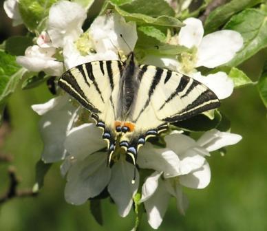 Iphiclides podalirius (Linnaeus, 1758) 