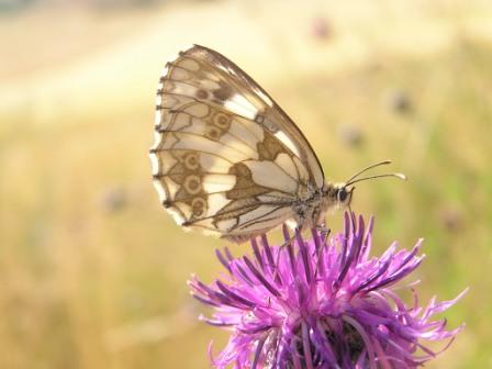 Melanargia galathea (Linnaeus, 1758) 