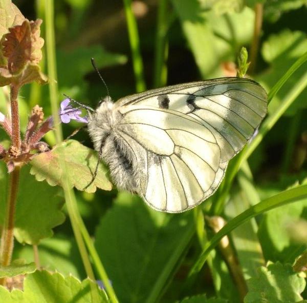 Parnassius mnemosyne (Linnaeus, 1758) 