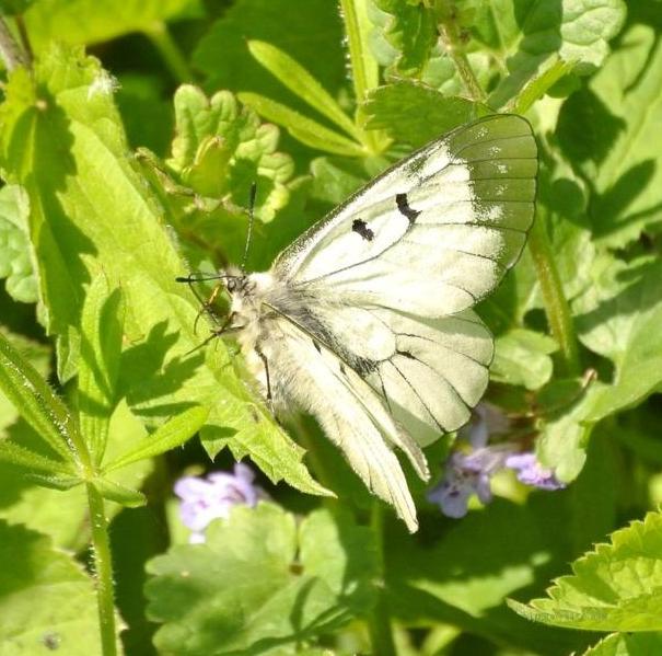 Parnassius mnemosyne (Linnaeus, 1758) 