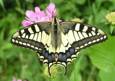 Papilio machaon Linnaeus, 1758 