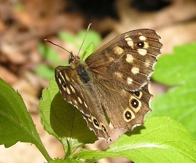 Pararge aegeria (Linnaeus, 1758)