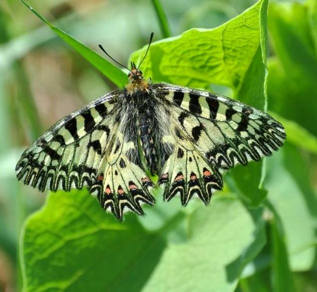 Zerynthia polyxena (Denis & Schiffermller, 1775)