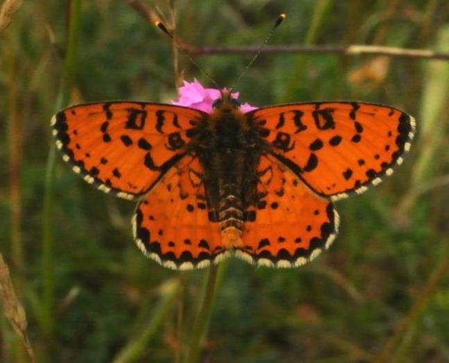 Melitaea didyma (Esper, 1779)