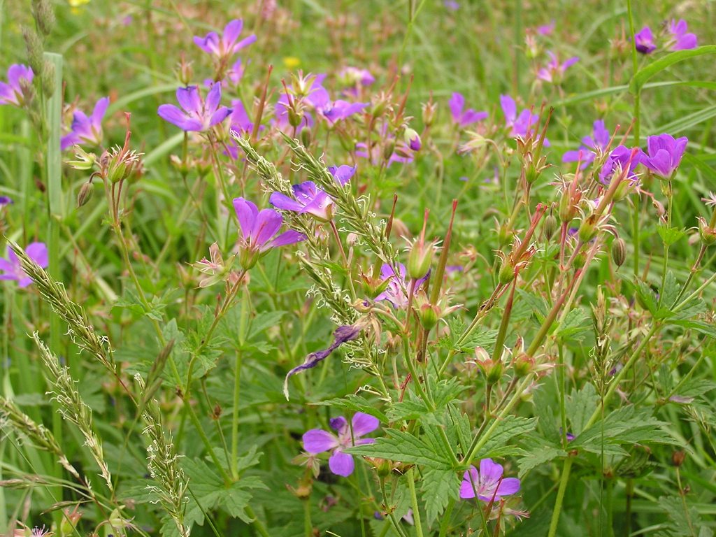 Kakost lesn (Geranium sylvaticum L.)