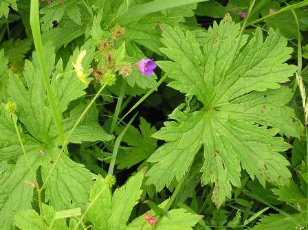 Kakost lesn (Geranium sylvaticum L.)