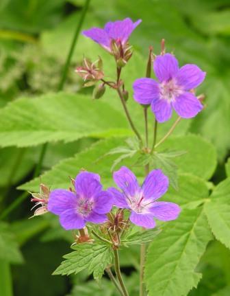 Kakost lesn (Geranium sylvaticum L.)