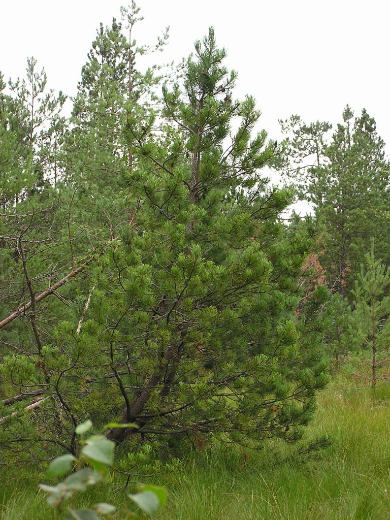 Pinus rotundata - PR Červené Blato