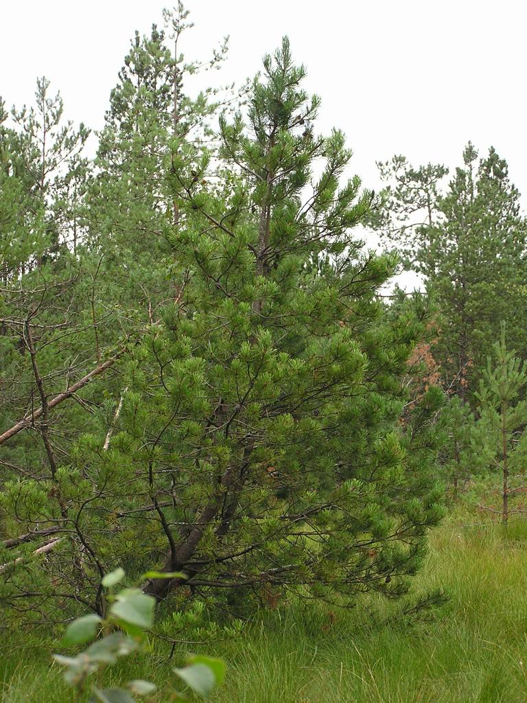 Pinus rotundata - PR erven Blato