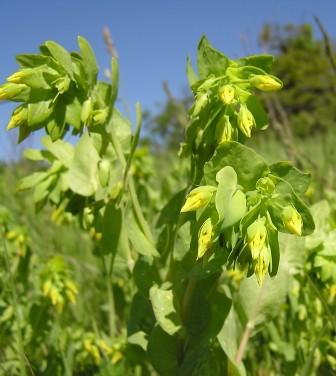 Cerinthe minor